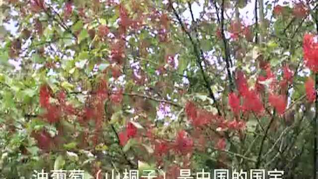 山桐子食用油的介绍 江西山桐子苗基地