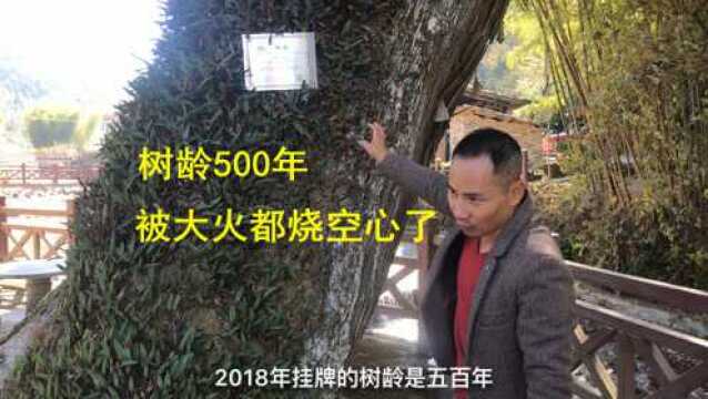 这棵柳杉树龄500年,被大火都烧空心了,依然枝繁叶茂太神奇了