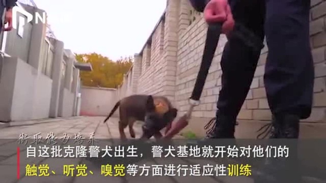 萌翻!北京警方公开克隆警犬“成长记”,4个月大达超前能力水平