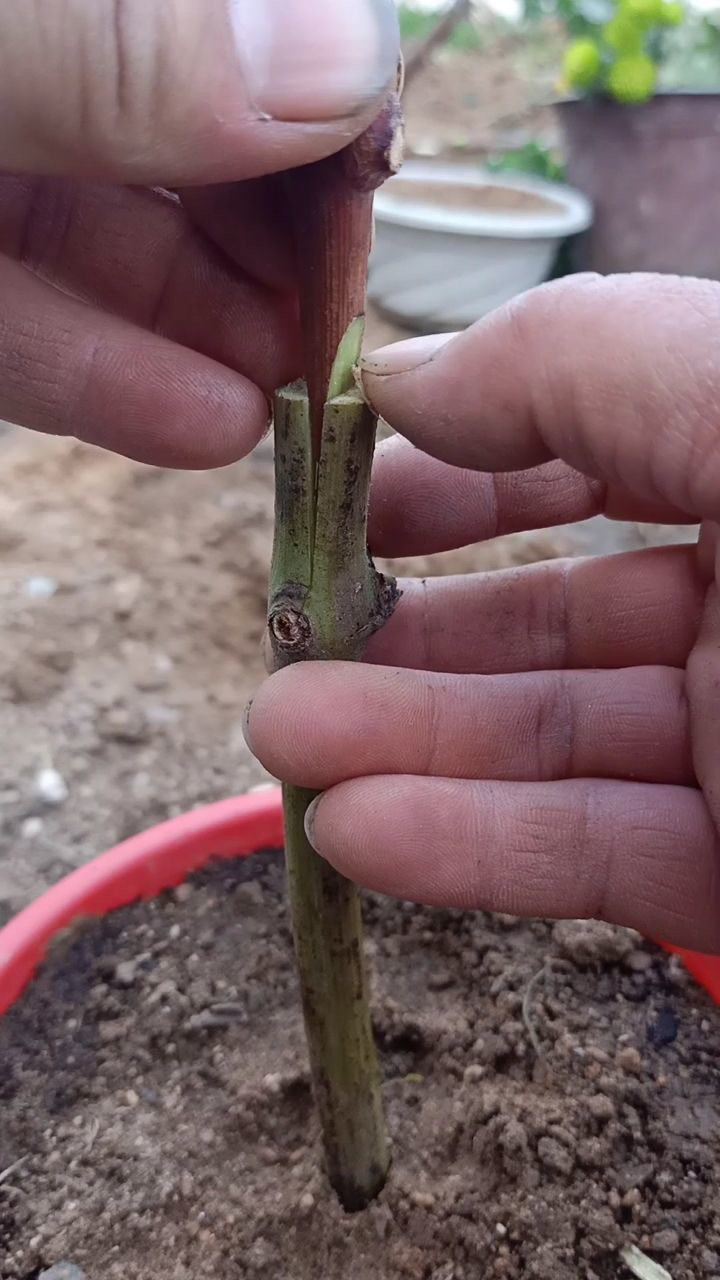 劈接提子技术,成活率百分之百