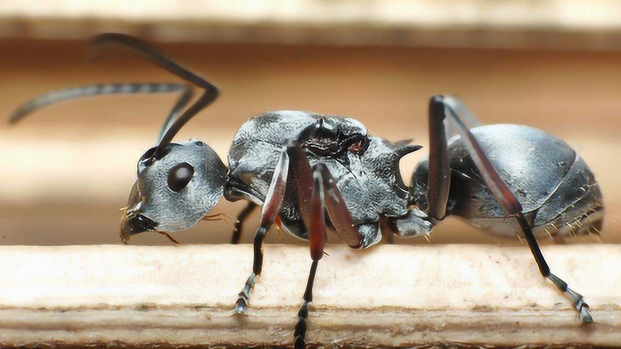 世界上跑最快的银蚁宛如练了轻功看起来十分厉害