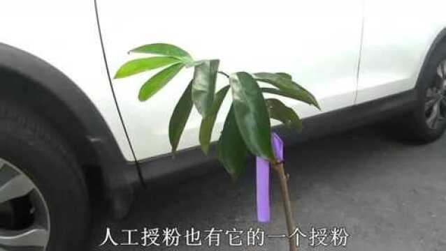 热带水果红毛榴莲育苗要素,种子一定要新鲜,否则会徒劳无功