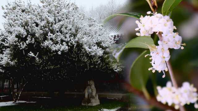 北方罕见!25年巨型刺桂傲雪盛开:花瓣乳白,气味清香