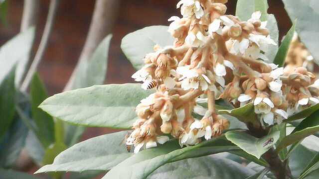 农村蜜蜂养殖,冬季花期特长蜜源植物枇杷花,木子记录下采集过程