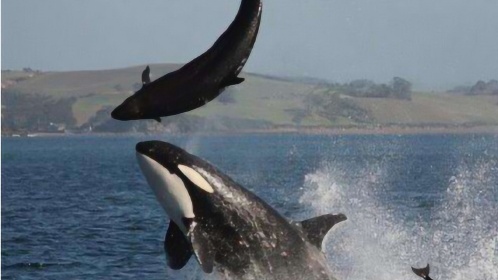 虎鲸捕食海豚大白鲨乐意看到的场面镜头记录下整个过程