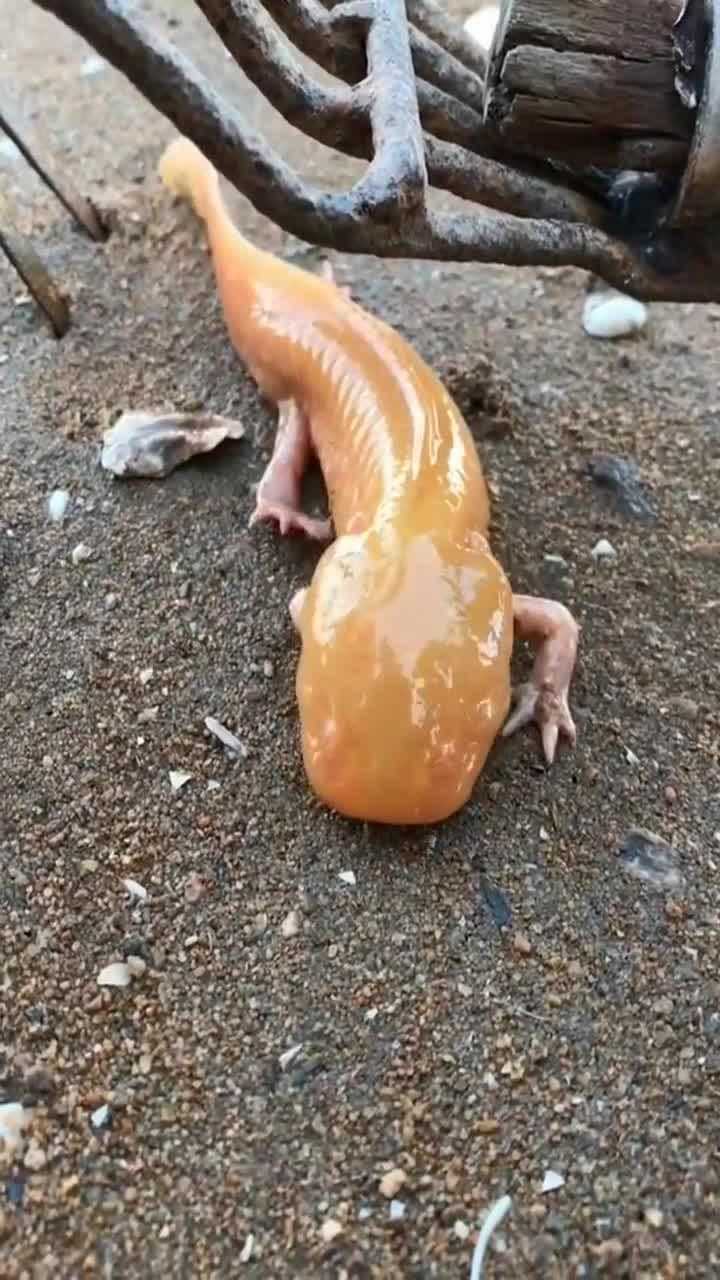 赶海大叔这下运气爆发了,竟然抓到了一只蝾螈,太开心了!