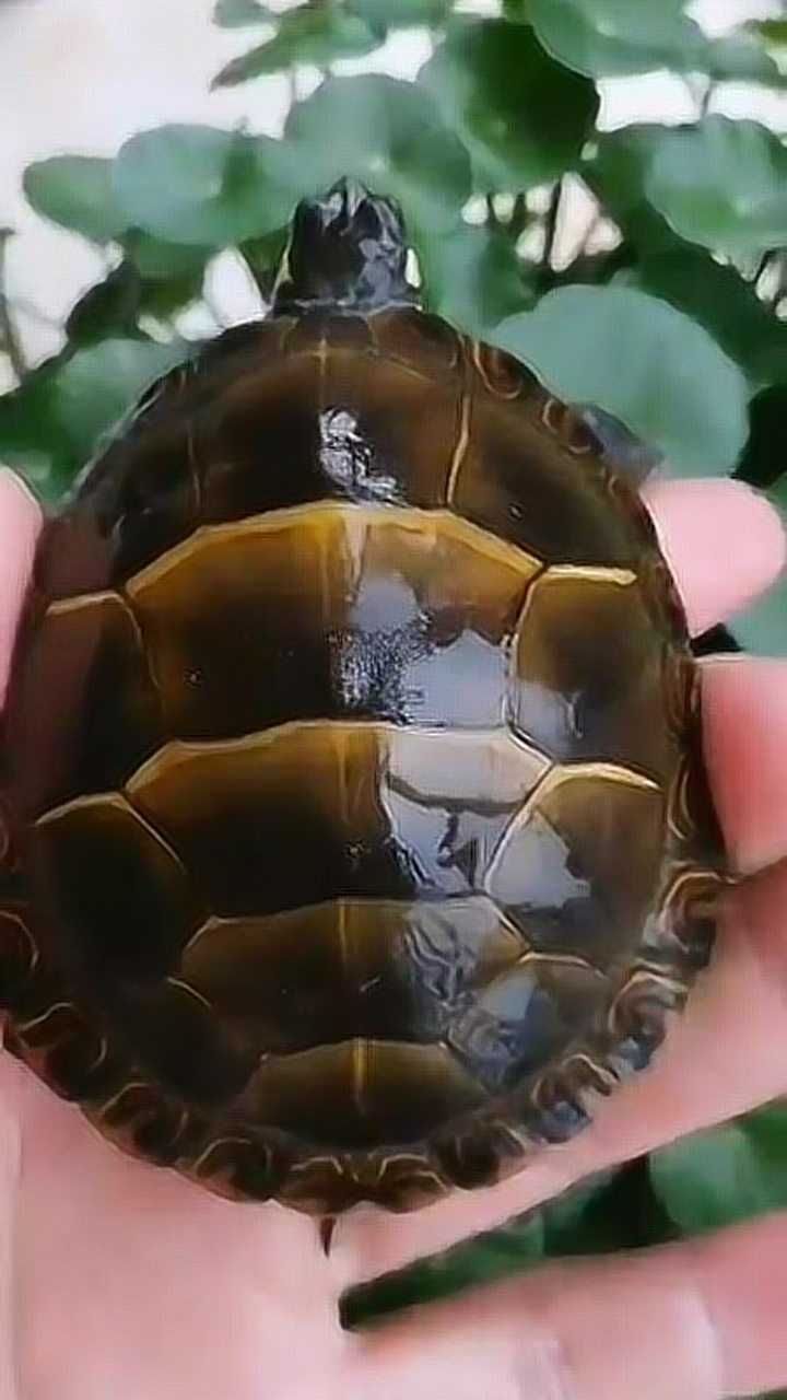 东锦龟很凶图片