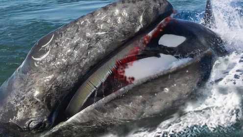 蓝鲸遭到杀人鲸攻击，海洋巨兽之间的战斗，失败者被撕成了碎片