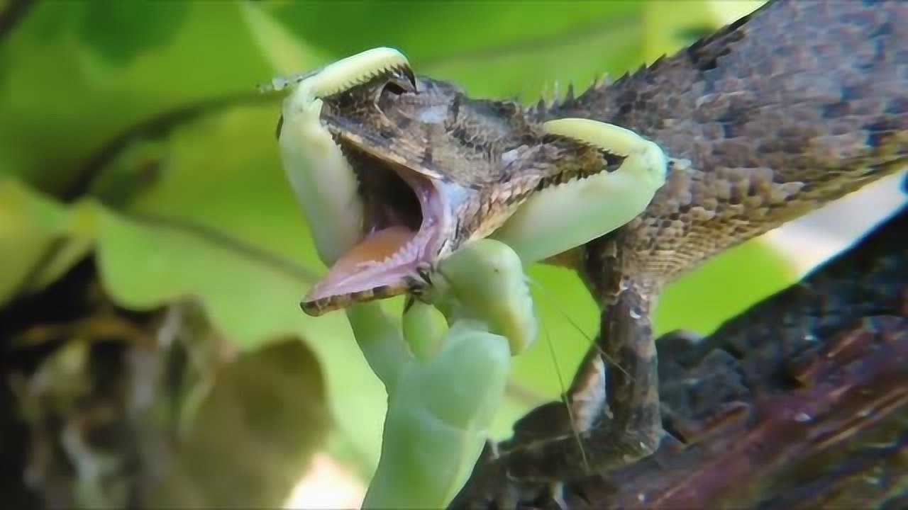 螳螂大戰蜥蜴,意不意外刺激不刺激,但是結果有些出乎意料!