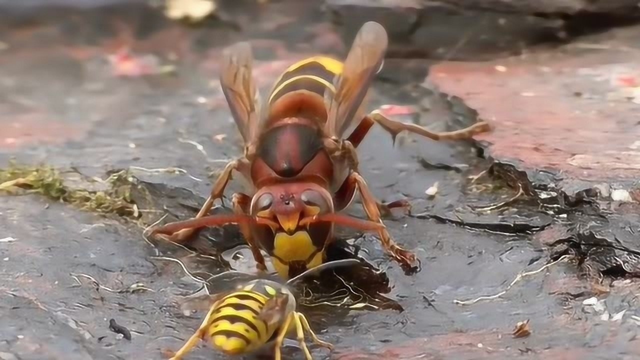 鬼头蜂vs虎头蜂图片