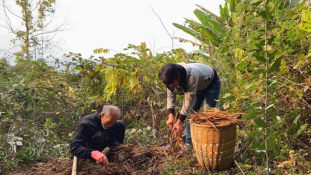 药材“三百棒”见过吗?农村人山上挖,一个地方挖1背篓