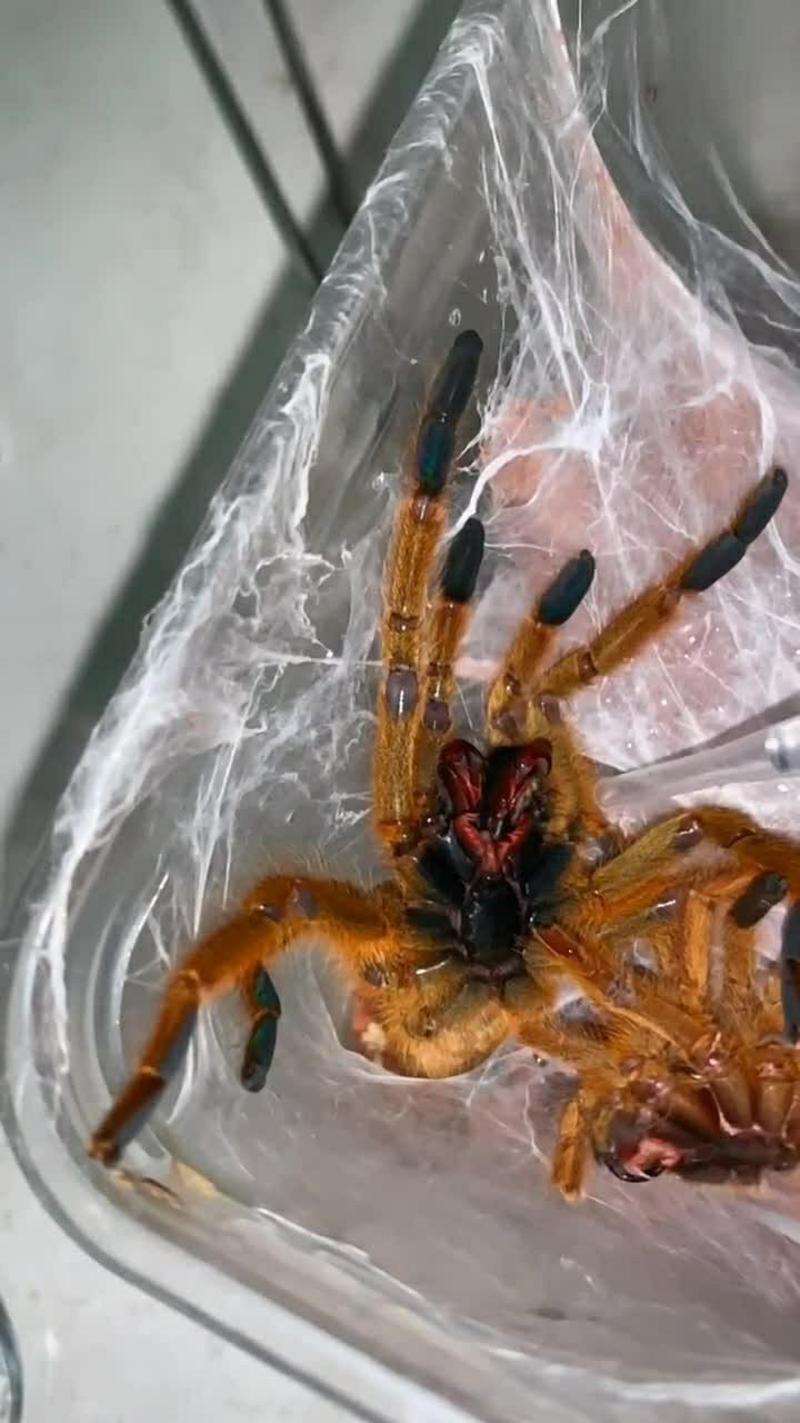 你们看到蜘蛛的牙齿了吗?这个牙齿好像有毒