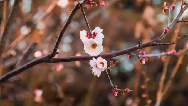 葛勇老师古琴弹唱《杏花天影》