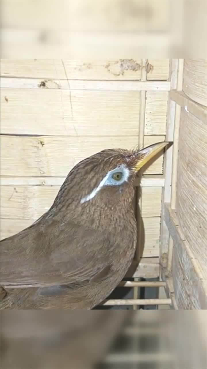 画眉鸟88克的山毛老野我看好它