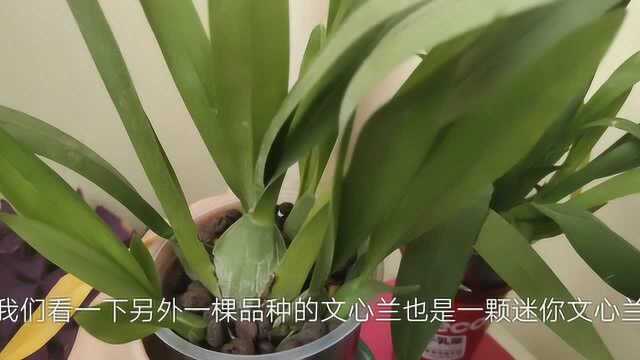 兰花能够水培吗?看我的文心兰和石斛是这样种植的