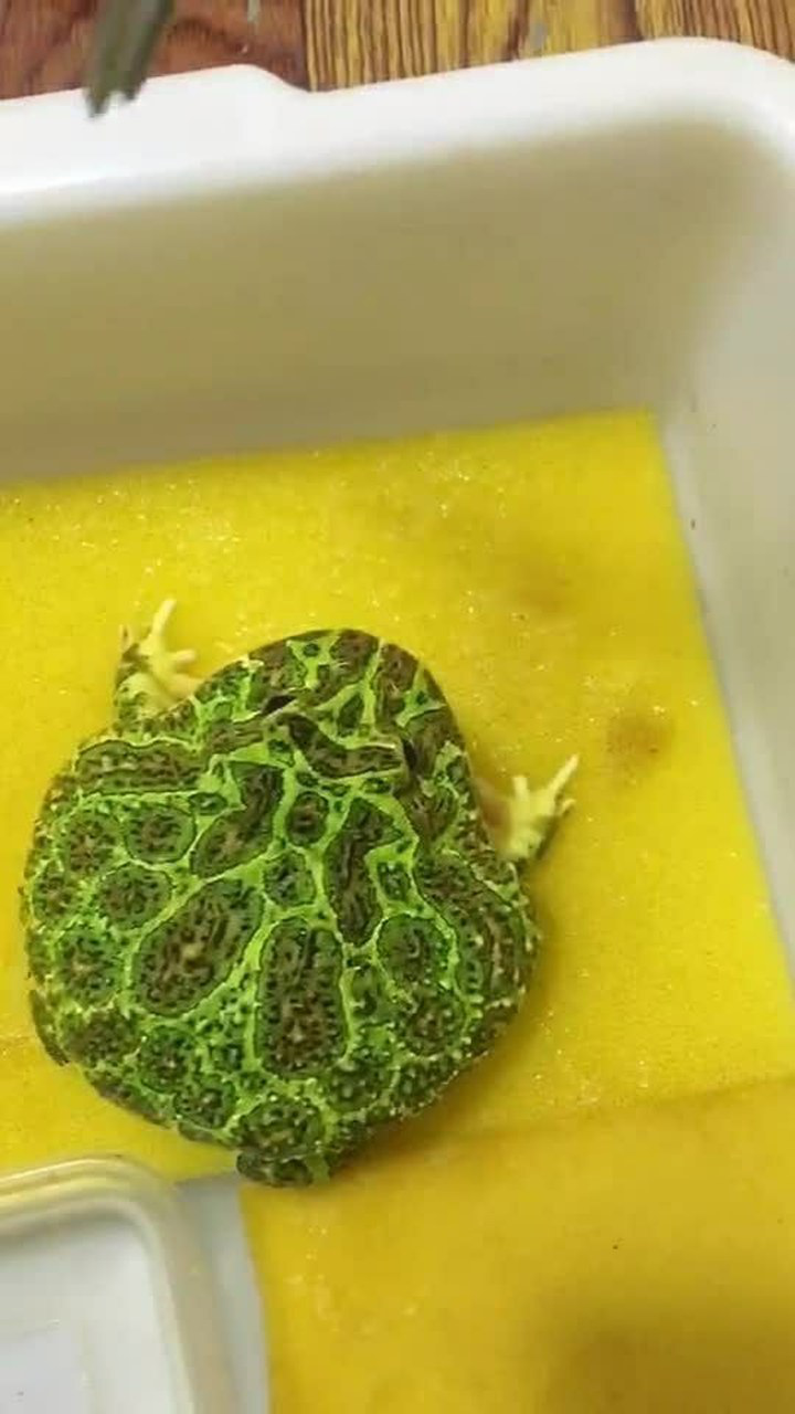 这只蛤蟆太可爱了,胖的像个小肉球,人见人爱