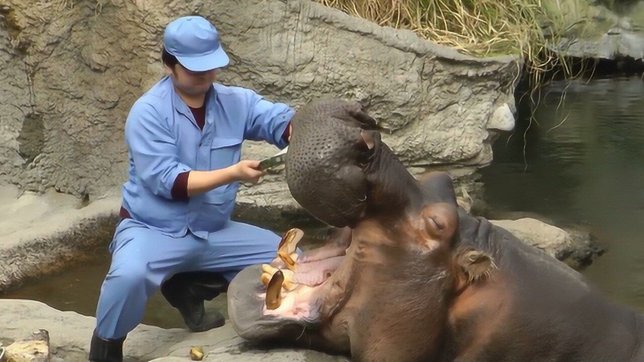处境最危险的饲养员,给河马刷牙,手腕粗的牙齿看着就让人害怕