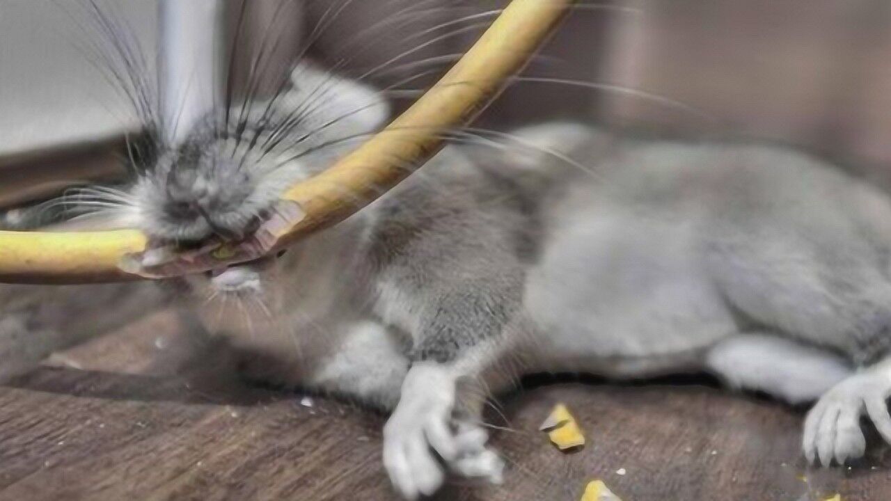 老鼠喜欢啃电线,为啥很少被电死?难道老鼠是绝缘体?
