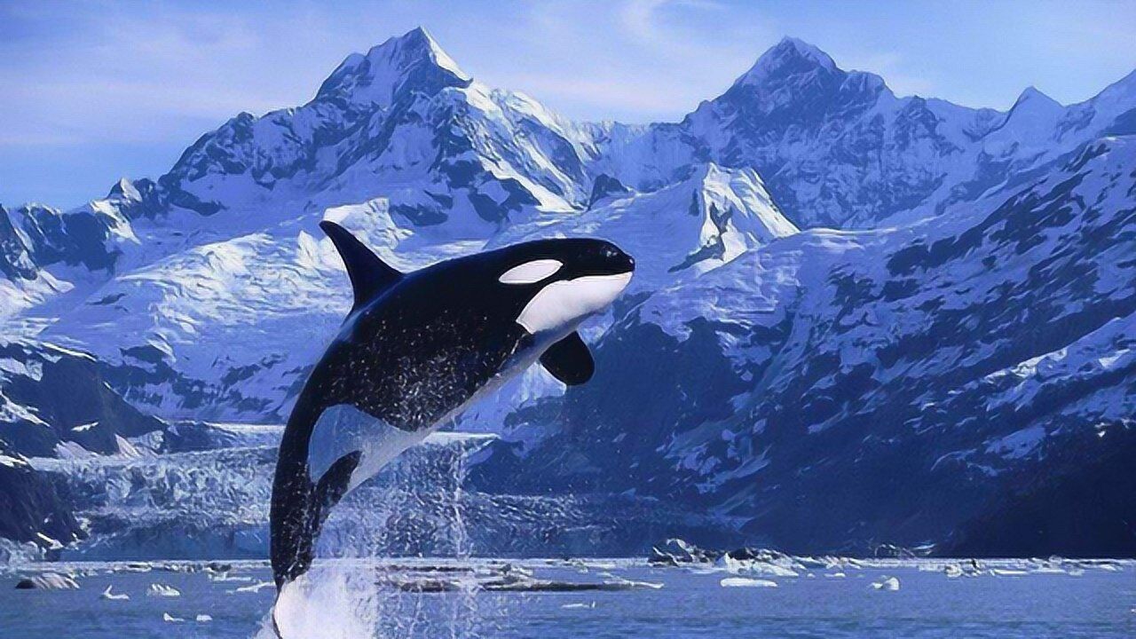 虎鲸是海洋中的"小霸主",为什么座头鲸却喜欢和虎鲸过不去?看完明白了