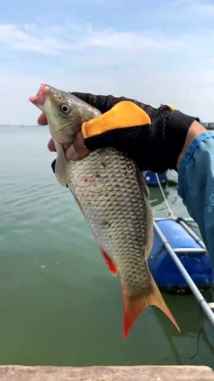 水质好鱼的味道才鲜美,骆马湖野生鲤鱼!