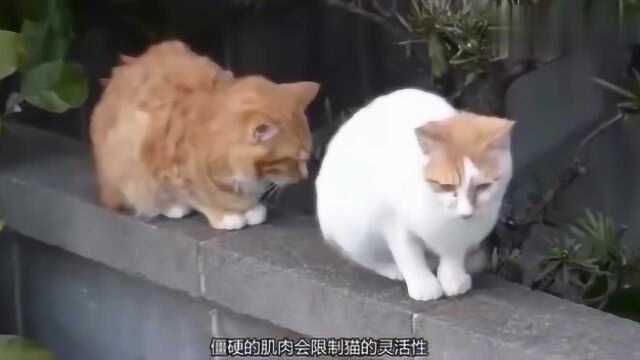 各种猫咪伸懒腰合辑,让你一次看个够