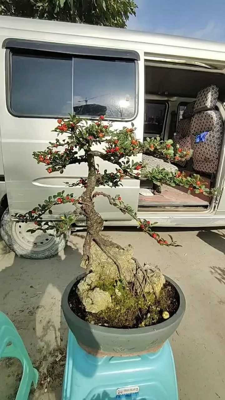 此树名为火祭我们家乡话叫红子儿时放牛的时候也是一道美味