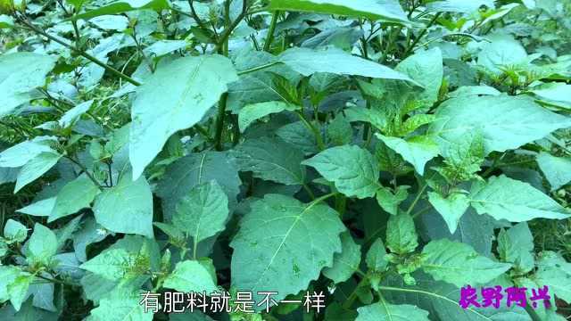 你那有人吃这种野菜吗?学名叫龙葵,土话叫白花菜,你那怎么叫?