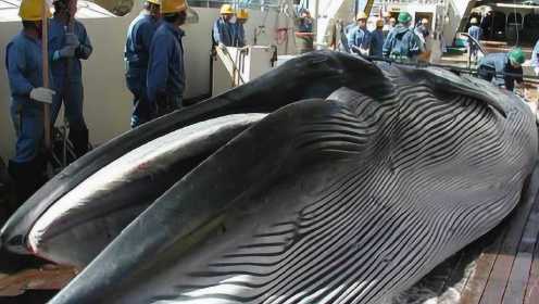 日本为何执意捕杀鲸鱼？专家：并不是为了吃肉，而是藏着更深的目的