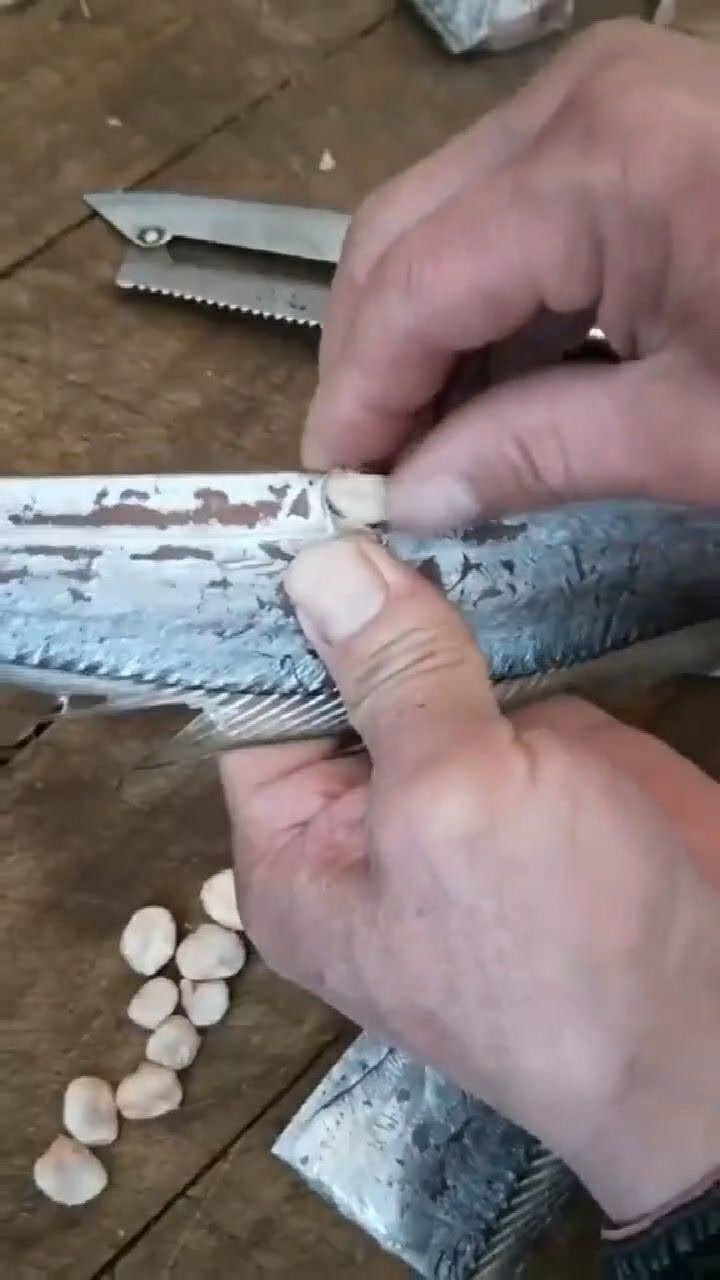 处理带鱼惊奇发现身体里竟长了骨头,这是什么情况,我惊呆了