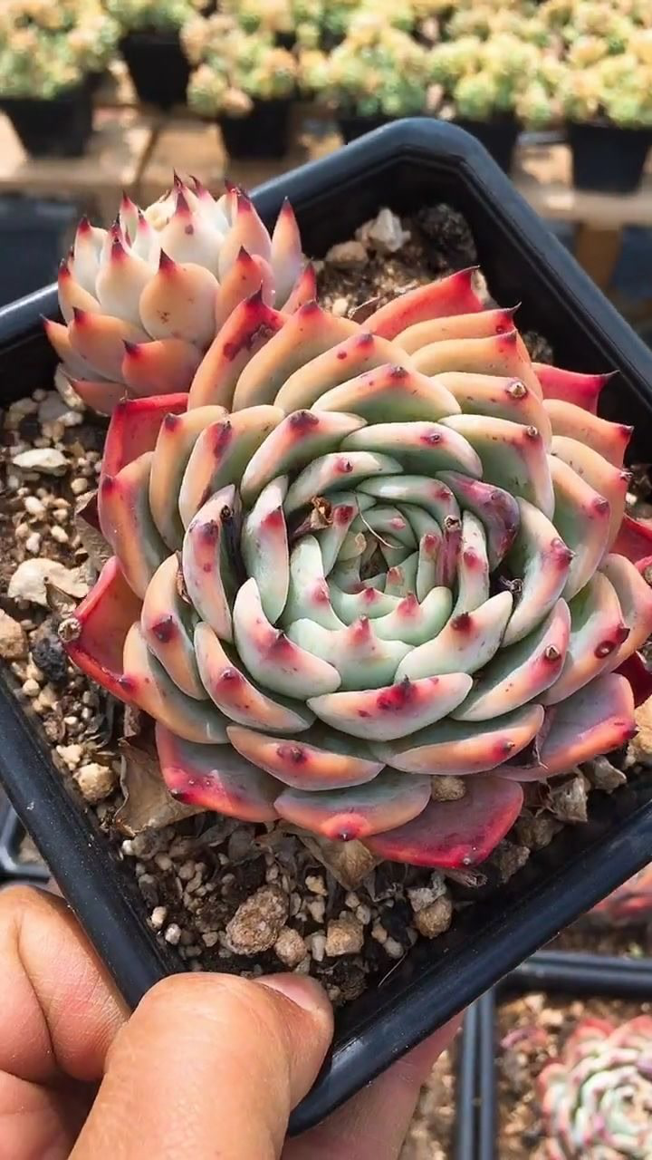 林赛多肉这颜值爆表爱了爱了