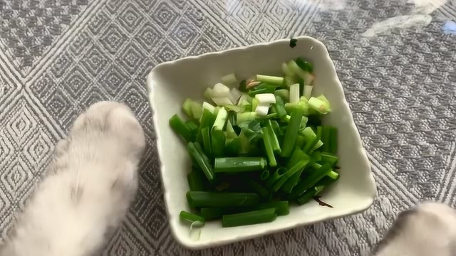 会做饭的猫猫咪,给主人做了道豆腐焖鱼,居然没有偷吃