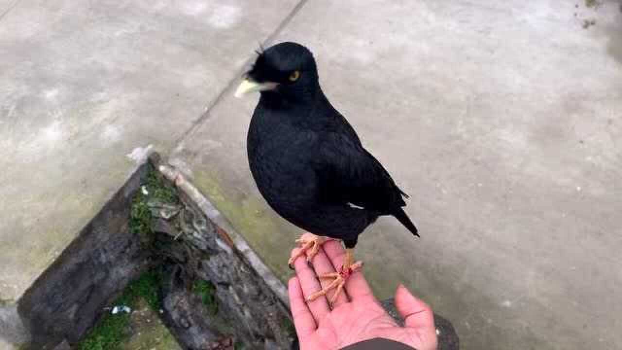 小伙养了两只八哥鸟性格差别这么大,你们喜欢哪只呢?