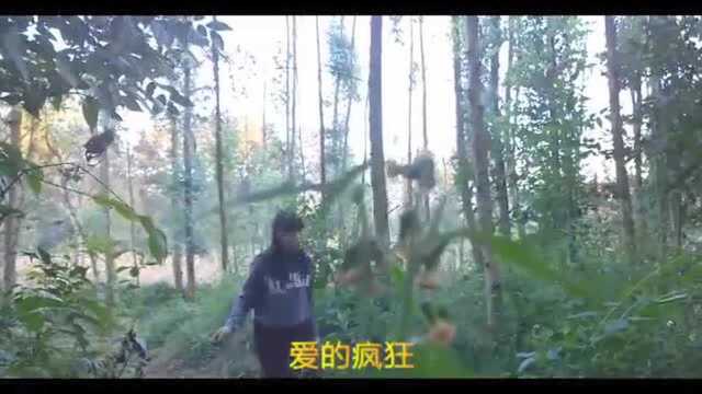 热烈推荐!《狼爱上羊》歌词走心,送给大家