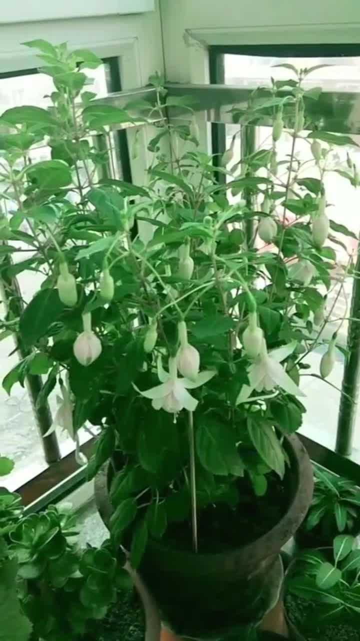倒挂金钩的养殖其实也简单注意这些花期繁盛