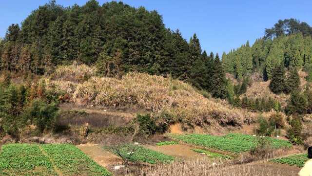 千岛湖的乡村童年跑遍的小山丘