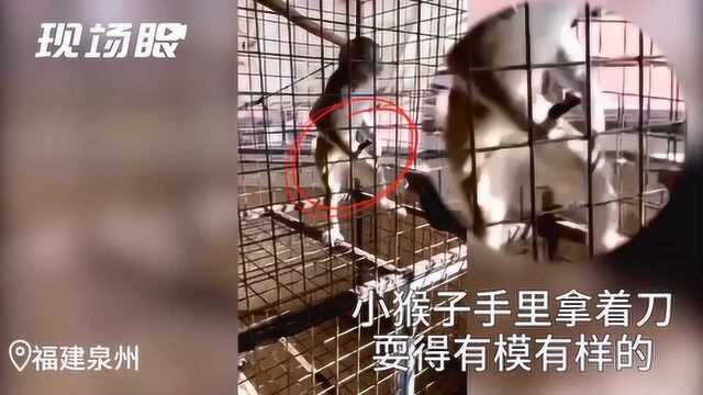 家中违法养猴,男子竟还网上晒酷,引来警察被拘留