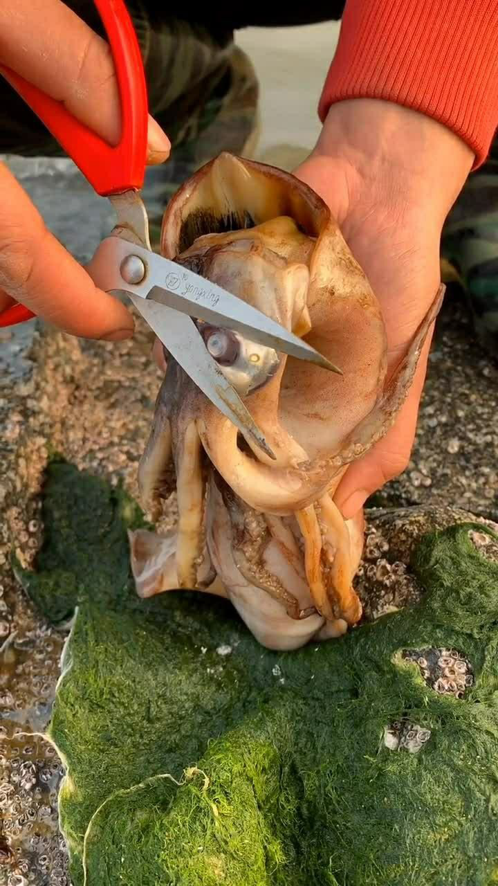 不看不知道,原来墨鱼的墨汁是这样的!