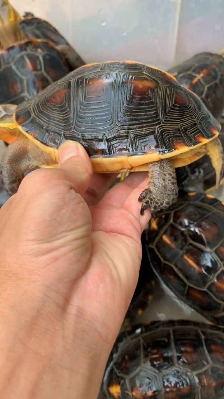 这种乌龟天生就是高背而且它们的纹路特别清晰