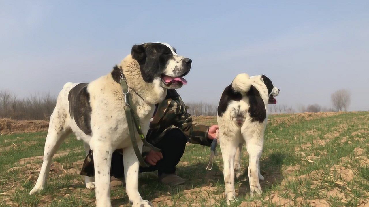 欣賞下純種俄羅斯中亞犬的風範,威武霸氣漂亮帥氣,越看越喜歡