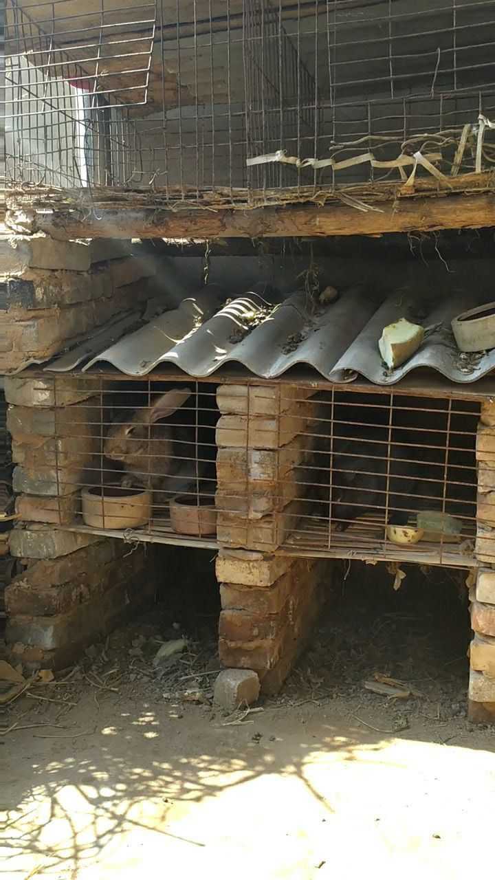 兔窝改造完成为小兔子满月分窝做准备