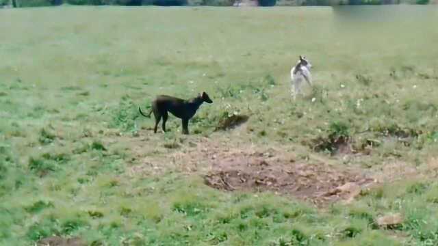 野兔的克星现场狩猎野兔,你能看清野兔的藏身之处吗?镜头记录全过程!