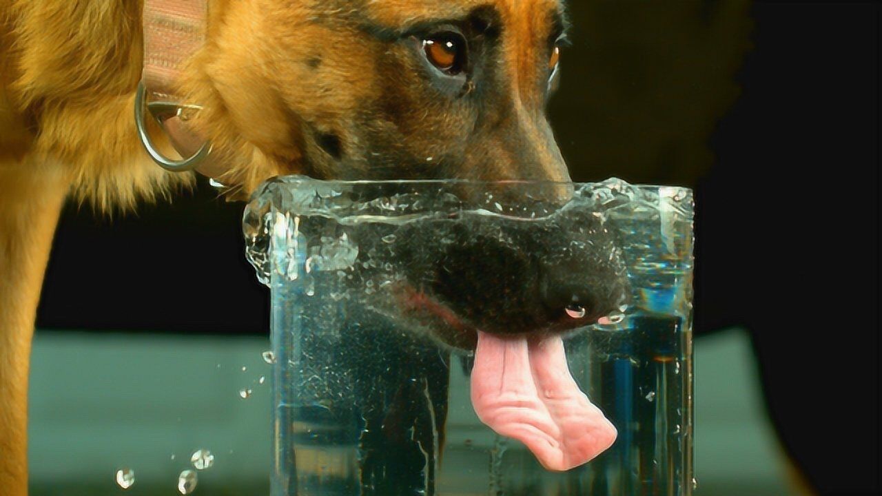 狗狗喝水是用舌头舔吗？镜头放慢50倍后，网友：几十年白活了！_腾讯视频