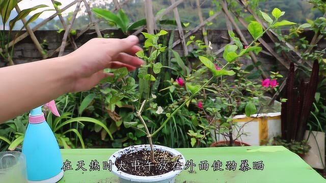 养“茉莉花”4件小事做到位,枝繁叶茂花芽多,花色洁白香味大