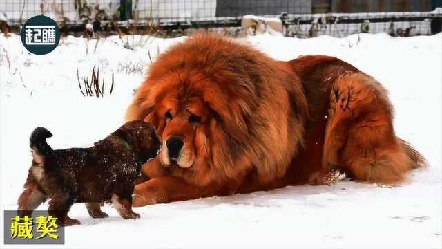 世界各种名犬,超喜欢法老王猎犬,看了真眼馋,你都见过吗?