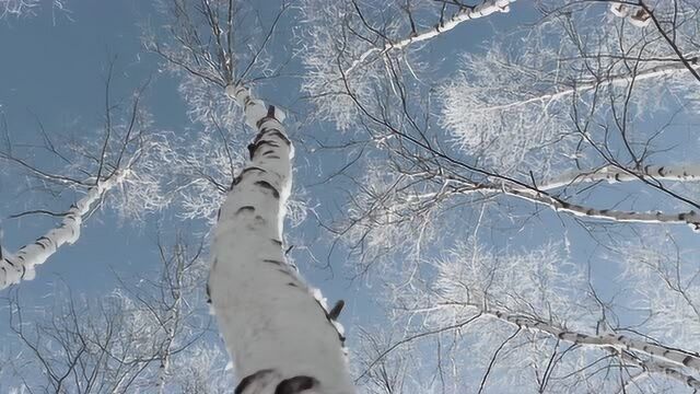 旅行 ⷠ哈尔滨漠河