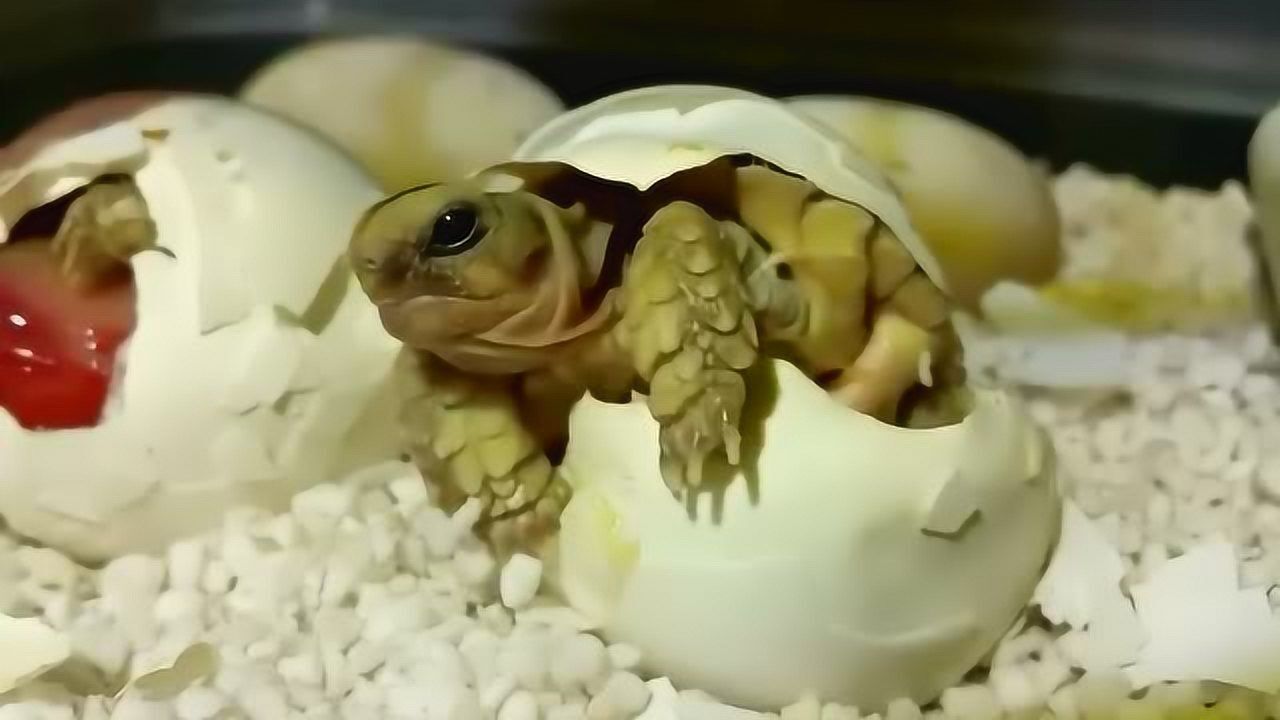 小乌龟刚出生就会自己爬行真是太可爱了网友看完想养一只