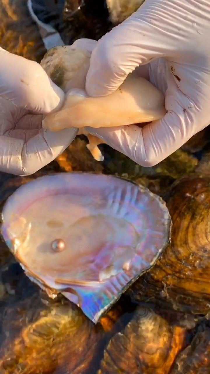下河开珍珠蚌每一只蚌里都有惊喜