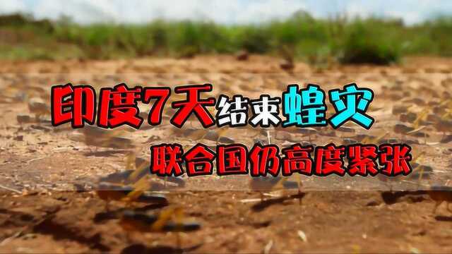 2.29 印度蝗灾山农