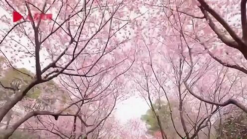 春天终会到来！武汉东湖樱园樱花盛开，战疫胜利后一起去赏花