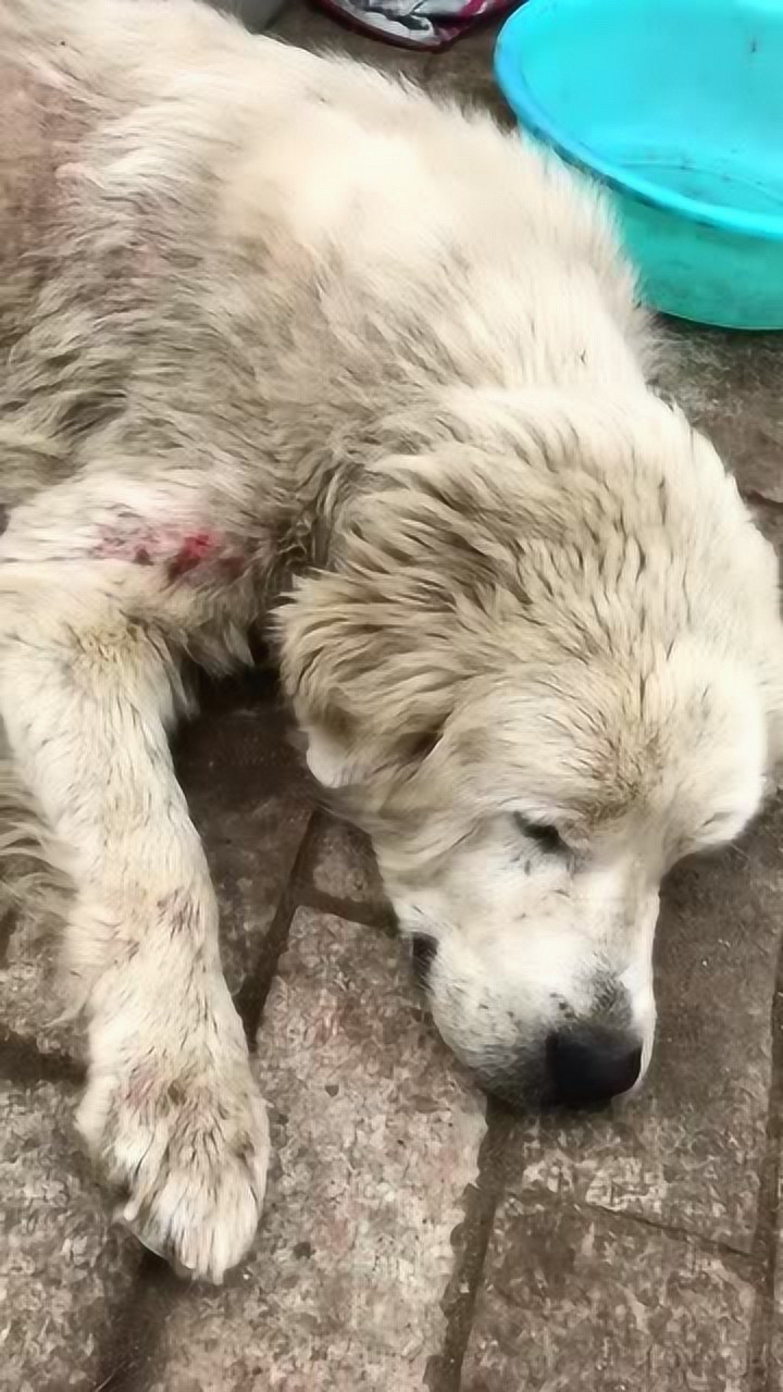 好可怜的流浪狗,天知道它们经历了什么